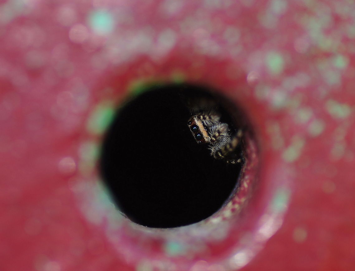 You can't catch me Jumping spider in it&#039;s safety retreat, a small vent hole. Geotagged,Marpissa muscosa,The Netherlands