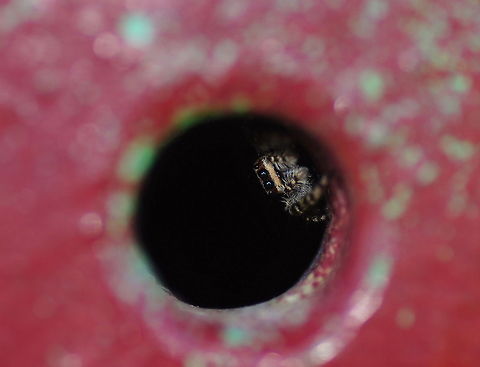 You can't catch me Jumping spider in it's safety retreat, a small vent hole. Geotagged,Marpissa muscosa,The Netherlands