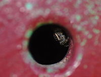 You can't catch me Jumping spider in it's safety retreat, a small vent hole. Geotagged,Marpissa muscosa,The Netherlands