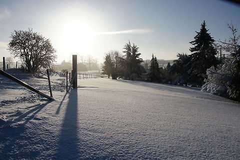Black shadows in the white snow Black shadows in the white snow Belgium,Geotagged