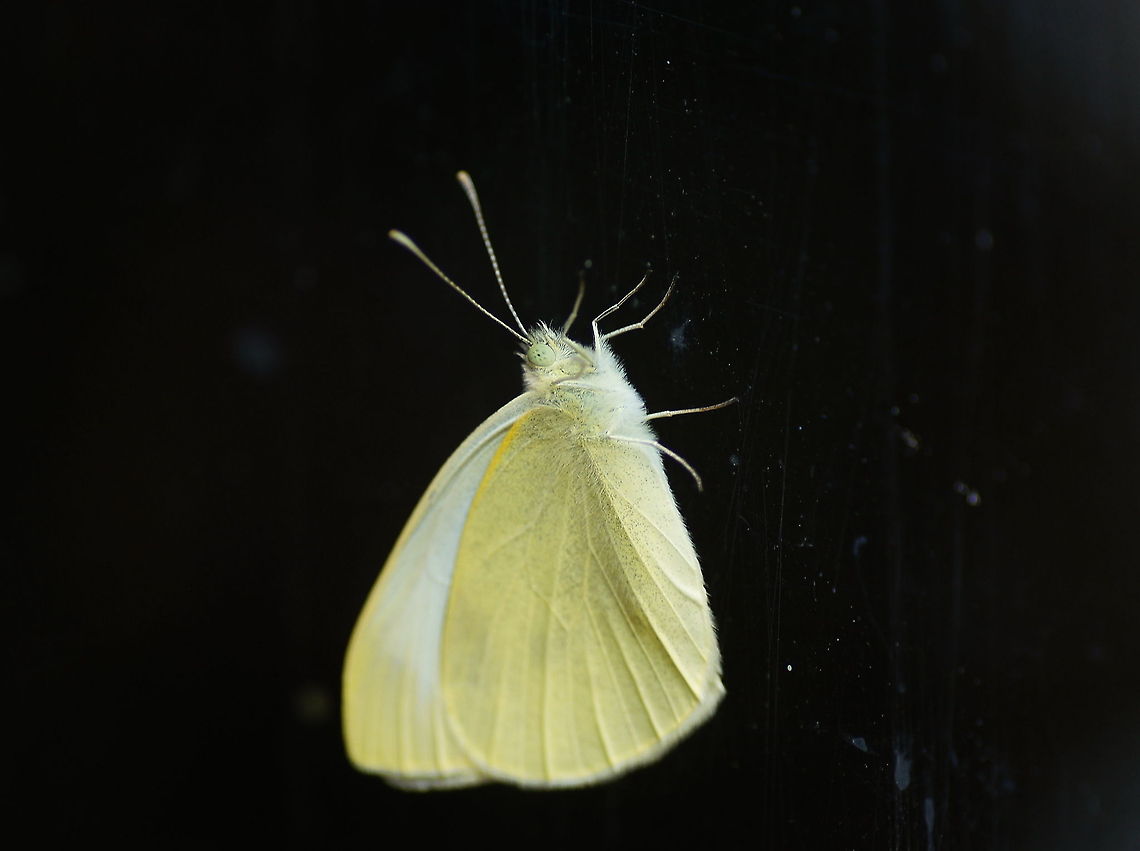 Small White on window Small white sitting on the window on the inner side of a garage. After taking the picture I put him outside.<br />
<br />
Dutch name: Klein Koolwitje (Pieris Rapae) Geotagged,Pieris rapae,Small White,The Netherlands