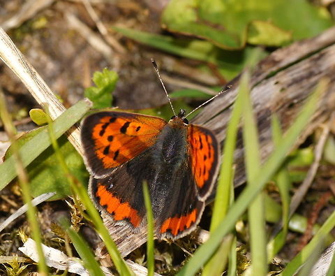 Small Copper Dutch name: Kleine vuurvlinder (Lycaena phlaeas) Geotagged,Lycaena phlaeas,Small Copper,The Netherlands