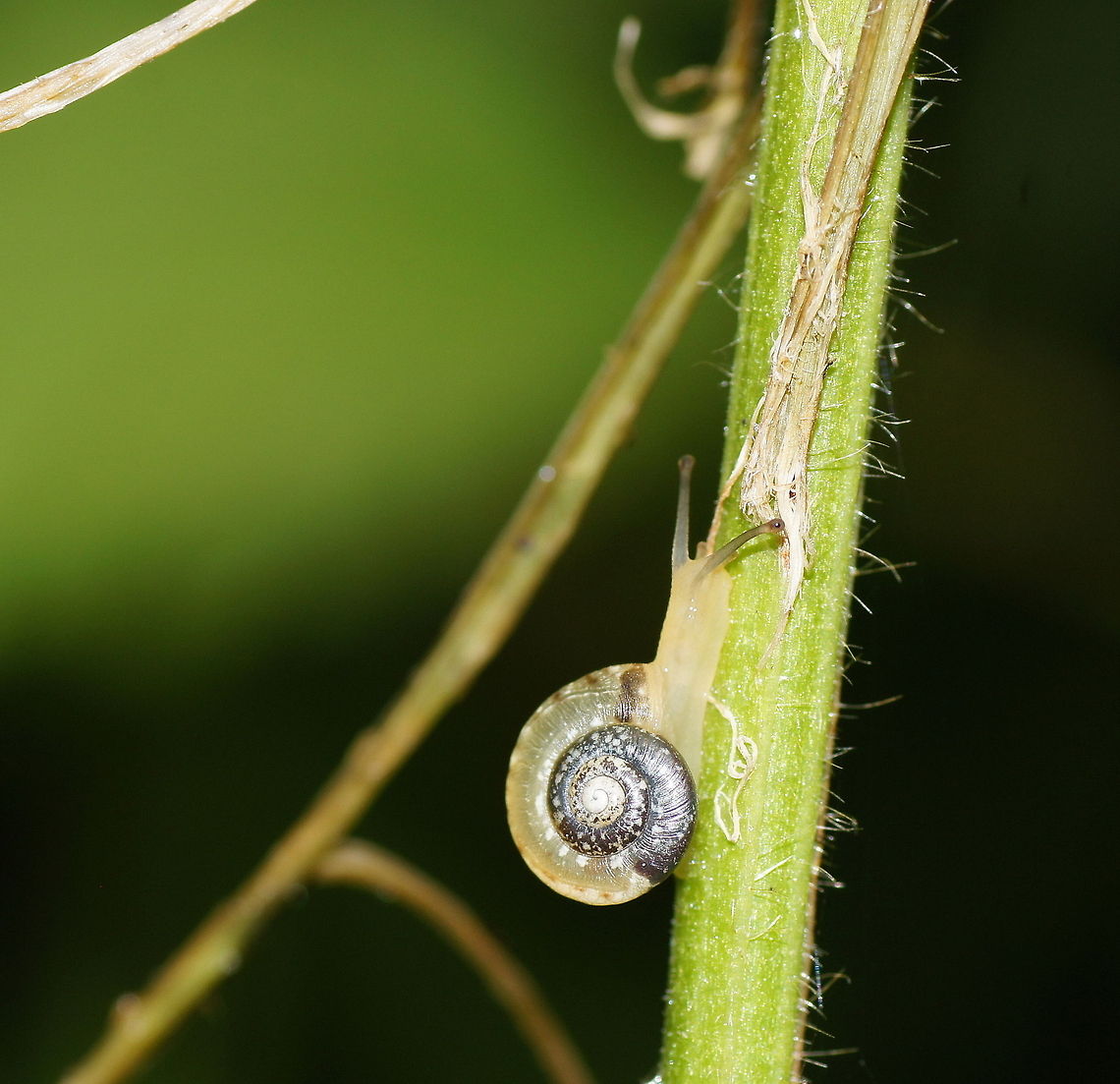 Going for the top Dutch name: Grote karthuizerslak (Monacha cantiana) Austria,Geotagged,Monacha cantiana