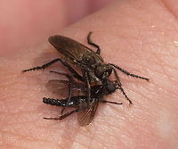 Robber fly on hand detail This robber fly first sat on my camera and then on my hand. Very funny, luckily I knew this fly is harmless to me. I managed to take my camera out of my left hand and take this picture.<br />
<br />
Species: Robber fly (exect specie not known to me) with male Black Fly (Bibio marci)<br />
Dutch name: Roofvlieg met mannetje van Zwarte vlieg (Bibio marci) Bibio marci,Geotagged,The Netherlands