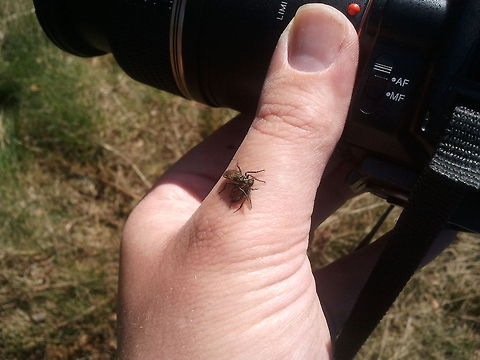 Robber fly on hand This robber fly first sat on my camera and then on my hand. Very funny, luckily I knew this fly is harmless to me. I took this picture with my mobile phone.

Species: Robber fly (exect specie not known to me) with male Black Fly (Bibio marci)
Dutch name: Roofvlieg met mannetje van Zwarte vlieg (Bibio marci) Bibio marci,Geotagged,The Netherlands
