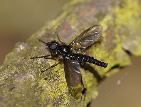 Male St. Mark's fly Dutch name: Mannelijke Zwarte vlieg (Bibio marci) Bibio marci,Geotagged,The Netherlands