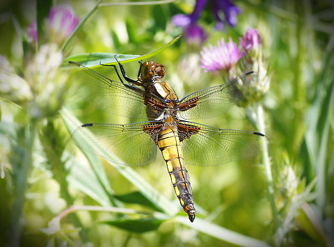 Broad-bodied Chaser side view Dutch name: Platbuik (Libellula Depressa) Broad-bodied Chaser,Geotagged,Libellula depressa,Spain