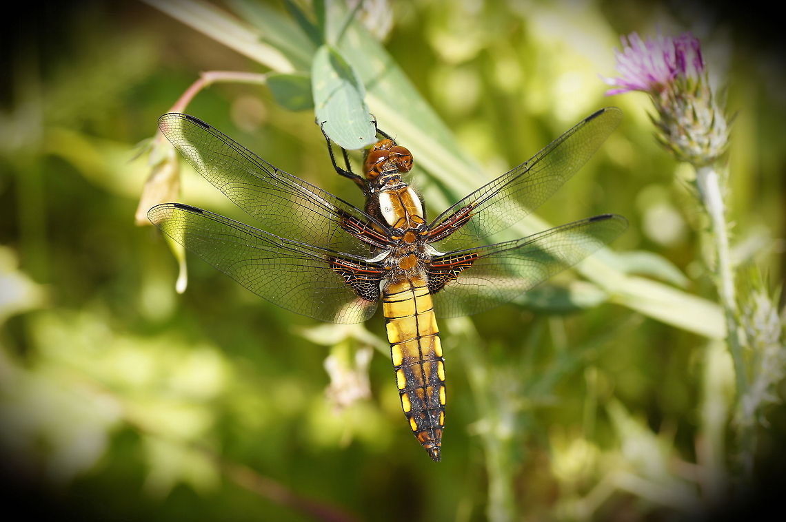 Broad-bodied Chaser (female) Female brood-bodied chaser. Be sure to watch in HD mode.<br />
The males are colored bright blue while the females are yellow/green.<br />
<br />
Dutch name: Platbuik (Libellula Depressa) Broad-bodied Chaser,Geotagged,Libellula depressa,Spain