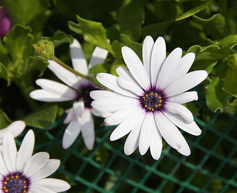 Cape marguerite Dutch name: Spaans Margrietje (Dimorphotheca ecklonis) Dimorphotheca ecklonis,Geotagged,Turkey
