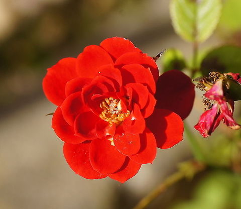 Red rose Red at it's fullest. Belgium,Geotagged,Rosa rubiginosa