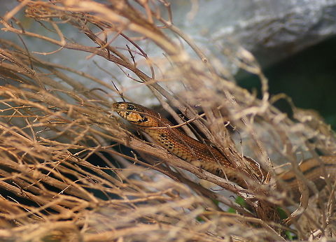 Ladder Snake (Rhinechis scalaris) A ladder snake in the zoo (Alpenzoo). Alpenzoo,Austria,Geotagged,Ladder snake,Rhinechis scalaris