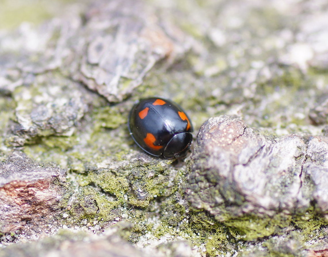Pine ladybird Pine ladybird sitting on a... pine ;)<br />
<br />
Dutch name: Viervleklieveheersbeestje Exochomus quadripustulatus,Geotagged,The Netherlands