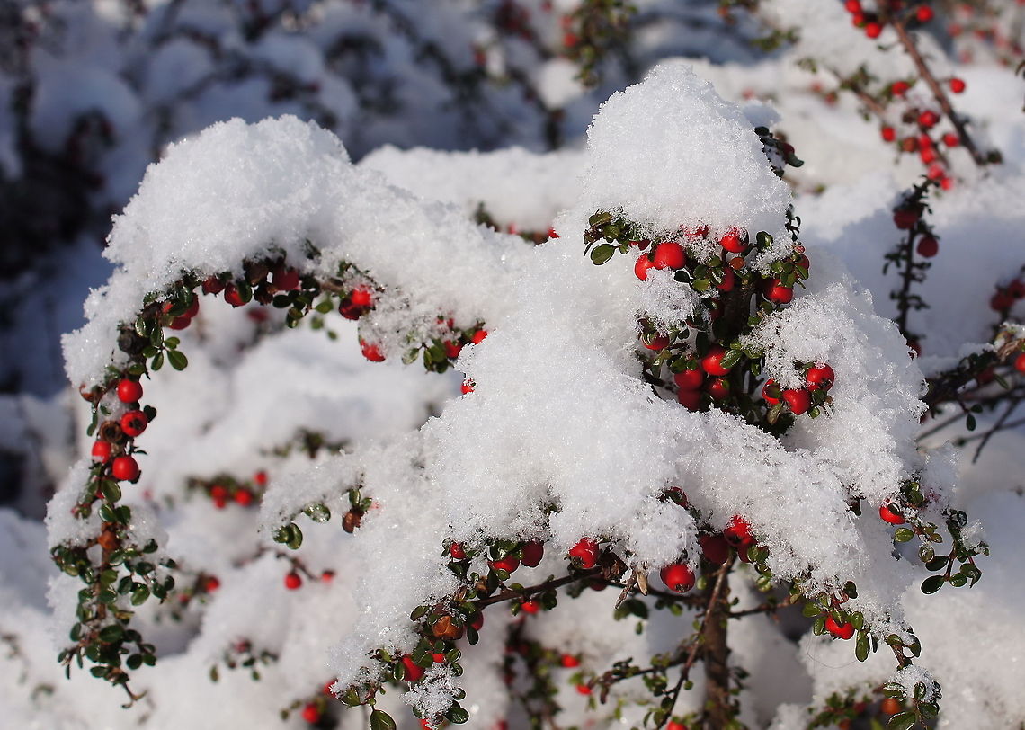 Rock Cotoneaster In the summer I tend to forget that the ice I put in my beverage to cool it down, in the winter that just falls out of the sky.<br />
<br />
Dutch name: Vlakke dwergmispel (Cotoneaster horizontalis) Cotoneaster horizontalis,Geotagged,The Netherlands
