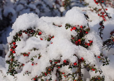 Rock Cotoneaster In the summer I tend to forget that the ice I put in my beverage to cool it down, in the winter that just falls out of the sky.

Dutch name: Vlakke dwergmispel (Cotoneaster horizontalis) Cotoneaster horizontalis,Geotagged,The Netherlands