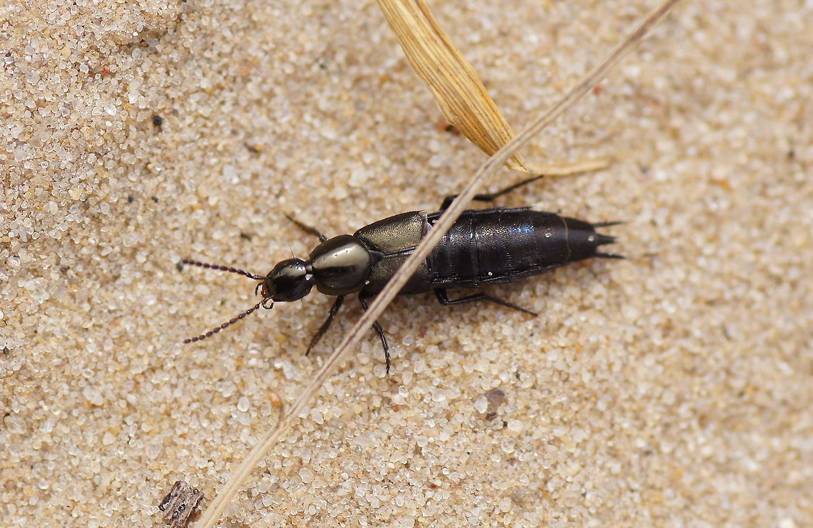 Shortshielded rove beetle Although the shields covering the wings are very small, full-sized wings are folded underneath.<br />
<br />
Dutch name: Kortschildkever (Philonthus cognatus) Geotagged,Philonthus cognatus,The Netherlands
