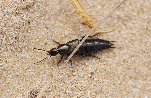 Shortshielded rove beetle Although the shields covering the wings are very small, full-sized wings are folded underneath.

Dutch name: Kortschildkever (Philonthus cognatus) Geotagged,Philonthus cognatus,The Netherlands