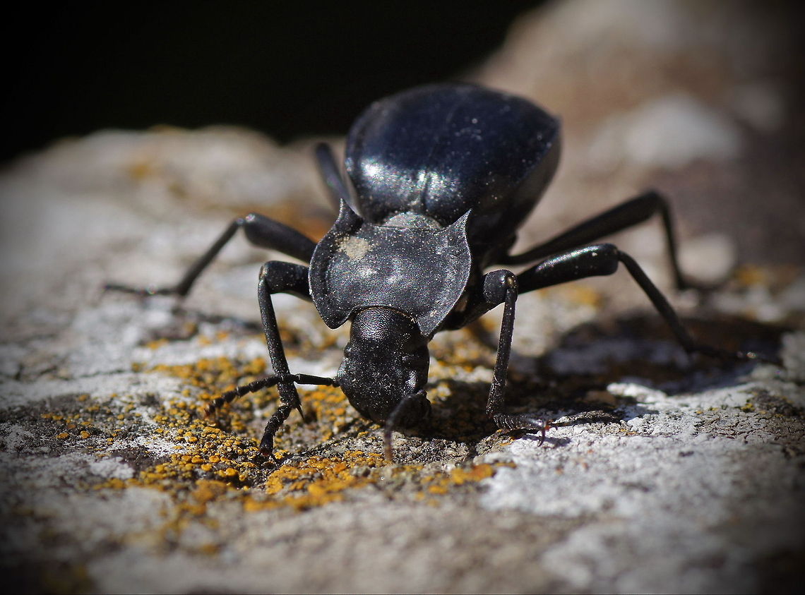 Snail groundbeetle An impressive jurassic looking beetle from Spain. This one is high on it's legs then normal, probably for eating. There where lots of these running around on this wall, I guess they where assembling for mating.<br />
<br />
Specie name is an best estimate, there are similar looking family members.<br />
Dutch name: Slakkenloopkever<br />
German name: Gew&ouml;hnlicher Schaufell&auml;ufer Cychrus caraboides,Geotagged,Spain,macro