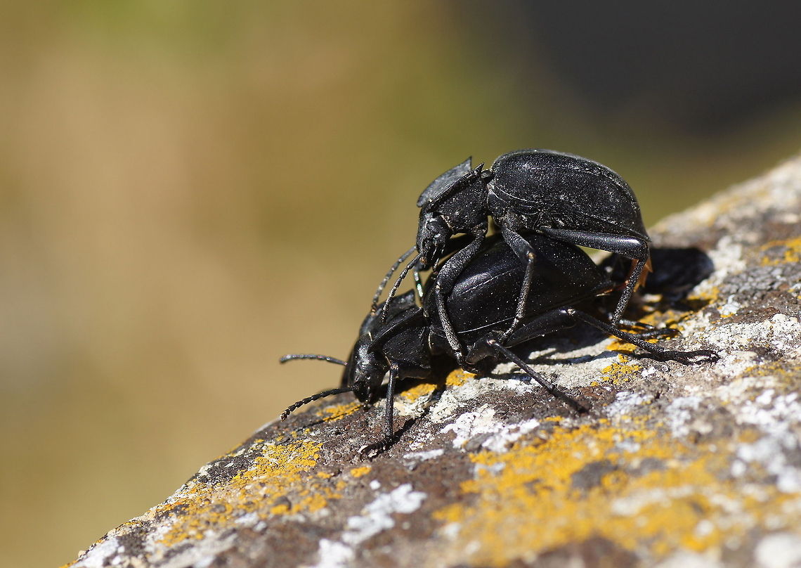 Mating snail groundbeetles Mating snail beetles.<br />
(Be sure to turn HD mode on)<br />
<br />
Specie name is an best estimate, there are similar looking family members.<br />
Dutch name: Slakkenloopkever<br />
German name: Gew&ouml;hnlicher Schaufell&auml;ufer Closeup,Cychrus caraboides,Geotagged,Spain
