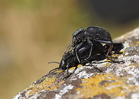 Mating snail groundbeetles Mating snail beetles.<br />
(Be sure to turn HD mode on)<br />
<br />
Specie name is an best estimate, there are similar looking family members.<br />
Dutch name: Slakkenloopkever<br />
German name: Gew&ouml;hnlicher Schaufell&auml;ufer Closeup,Cychrus caraboides,Geotagged,Spain