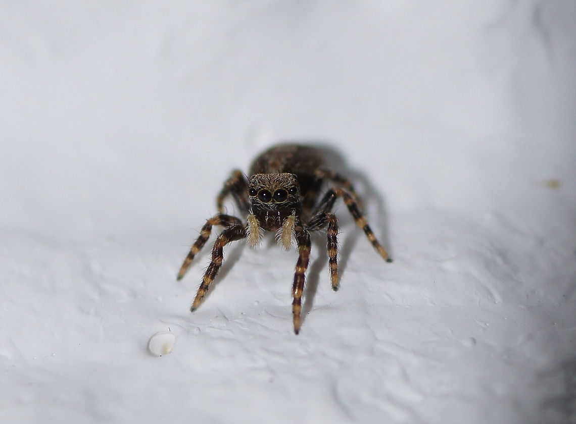 Sitticus pubescens (I am not sure about the ID, suggestions are welcome) Geotagged,Sitticus pubescens,The Netherlands