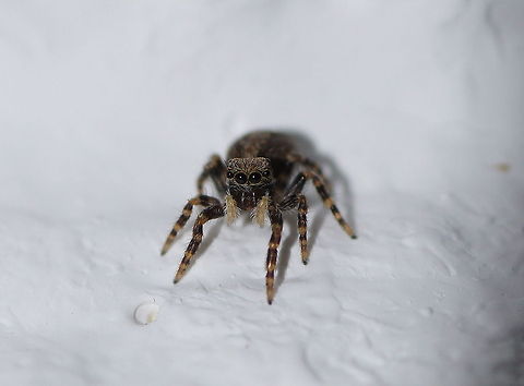 Sitticus pubescens (I am not sure about the ID, suggestions are welcome) Geotagged,Sitticus pubescens,The Netherlands
