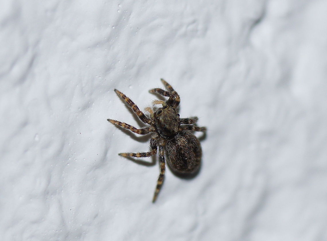 Sitticus pubescens (I am not sure about the ID, suggestions are welcome) Geotagged,Sitticus pubescens,The Netherlands