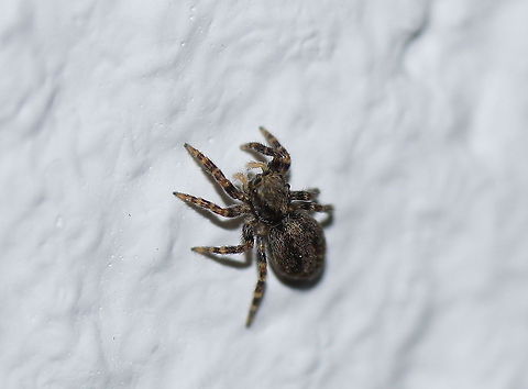 Sitticus pubescens (I am not sure about the ID, suggestions are welcome) Geotagged,Sitticus pubescens,The Netherlands