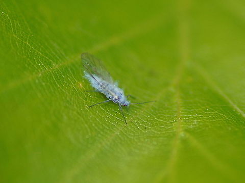 Beech Aphid Colourfull beech aphid. Wonderful creatures these aphids. 
I guess this aphid is about 3mm long, touching the limit of my camera/lens combination.

Not completely sure about the name.
Full name: Beech Aphid (Phyllaphis Fagii)
no wiki Geotagged,The Netherlands