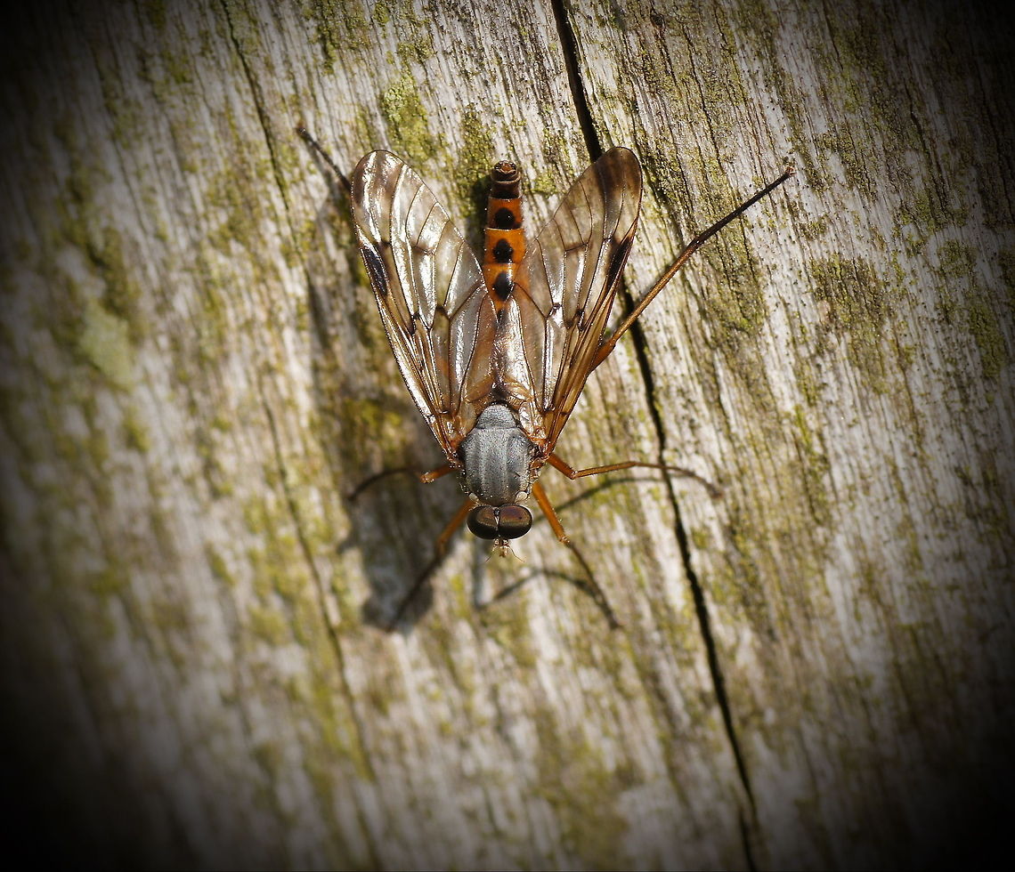 Downlooker snipefly When I saw this fly from a distance I initially thought &#039;just another crane fly&#039; but he when I took a closer look I saw a more colorful tail then on a normal crane fly. I took a picture and now found the name and that it is far from a crane fly.<br />
<br />
Dutch name: Snipvlieg/Snavelvlieg (Rhagio Scolopaceus) Geotagged,Rhagio scolopaceus,The Netherlands