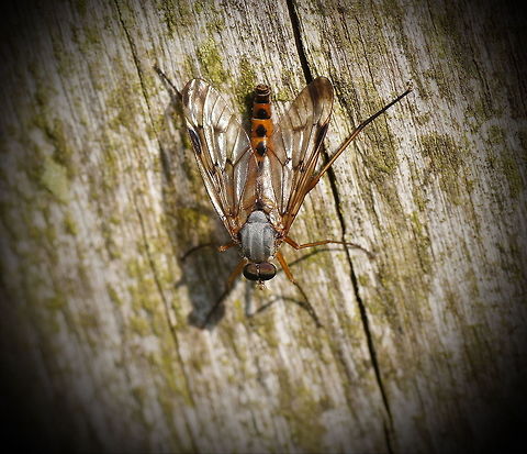 Downlooker snipefly When I saw this fly from a distance I initially thought 'just another crane fly' but he when I took a closer look I saw a more colorful tail then on a normal crane fly. I took a picture and now found the name and that it is far from a crane fly.

Dutch name: Snipvlieg/Snavelvlieg (Rhagio Scolopaceus) Geotagged,Rhagio scolopaceus,The Netherlands