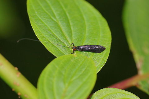 Azureus caddis ﬂy Dutch family name: Schietmot.
Linnaeus name: Mystacides Azureus
No wiki Geotagged,Mystacides azureus,The Netherlands