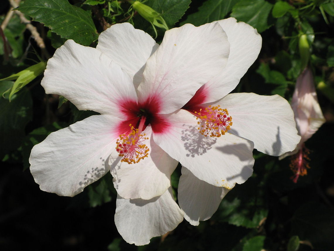 Hibiscus Hibiscus Chinese hibiscus,Geotagged,Greece,Hibiscus rosa-sinensis