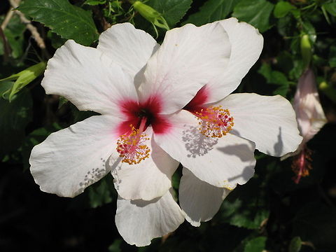 Hibiscus Hibiscus Chinese hibiscus,Geotagged,Greece,Hibiscus rosa-sinensis