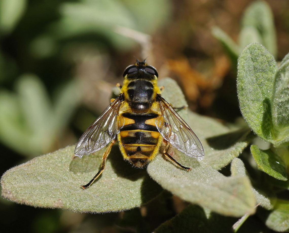 Dead Head Fly After identifying Ferdy his dead head fly, I recognized a hoverfly I had photographed earlier as well.<br />
<br />
Dutch name: Doodskopzweefvlieg (Myathropa Florea) Geotagged,Myathropa florea,Spain