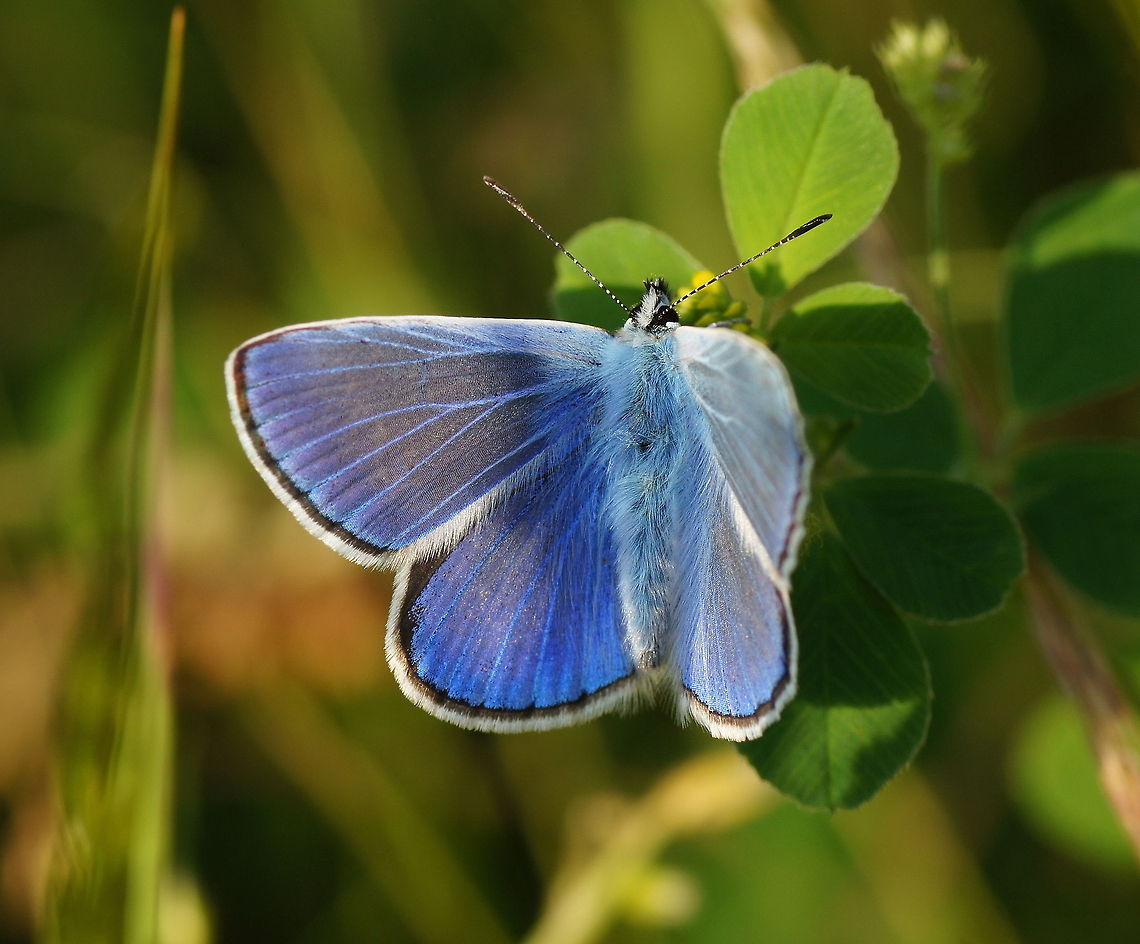Common blue When I saw this  common blue butterfly I was impressed by the deep blue color. Luckily it sat long enough for me to take a picture.<br />
<br />
Dutch name: Icarusblauwtje (Polyommatus icarus) Common Blue,Geotagged,Polyommatus icarus,The Netherlands