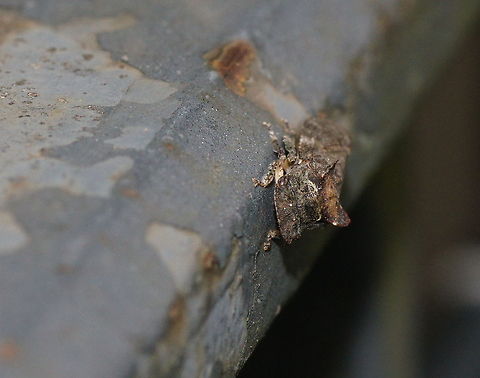 Horned leafhopper This horned or eared leafhopper is walking on a railing, probably after it fell out of a tree. These leafhoppers have excellent camouflage so otherwise it would have been very difficult to spot.

Dutch name: Oorcicade (Ledra aurita) Austria,Geotagged,Ledra aurita