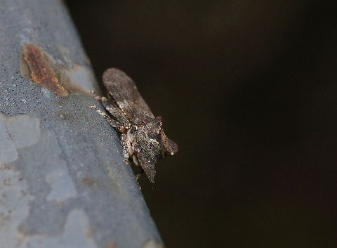 Horned leafhopper It has taken me a long time to identify this leafhopper. For long I thought it was a moth so I checked moth pictures but couldn't find something alike there. Till on a compilation photo of leafhoppers I saw the matching image. Looking back I could have seen earlier that it wasn't a moth, but I still wouldn't have known what it was else.

Dutch name: Oorcicade (Ledra aurita) Austria,Geotagged,Ledra aurita