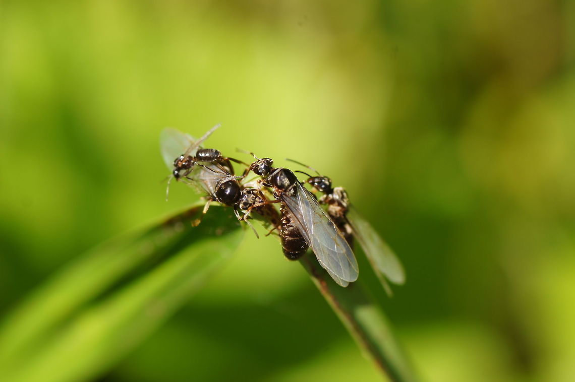 Flying ants These male ants where all rushing to get in the air to find a queen to mate. I saw some birds eating these ants from the ground. Another bird was having a good day with catching these slow flying ants in the air. Austria,Geotagged
