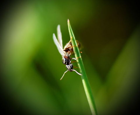 Flying ant  Geotagged,The Netherlands