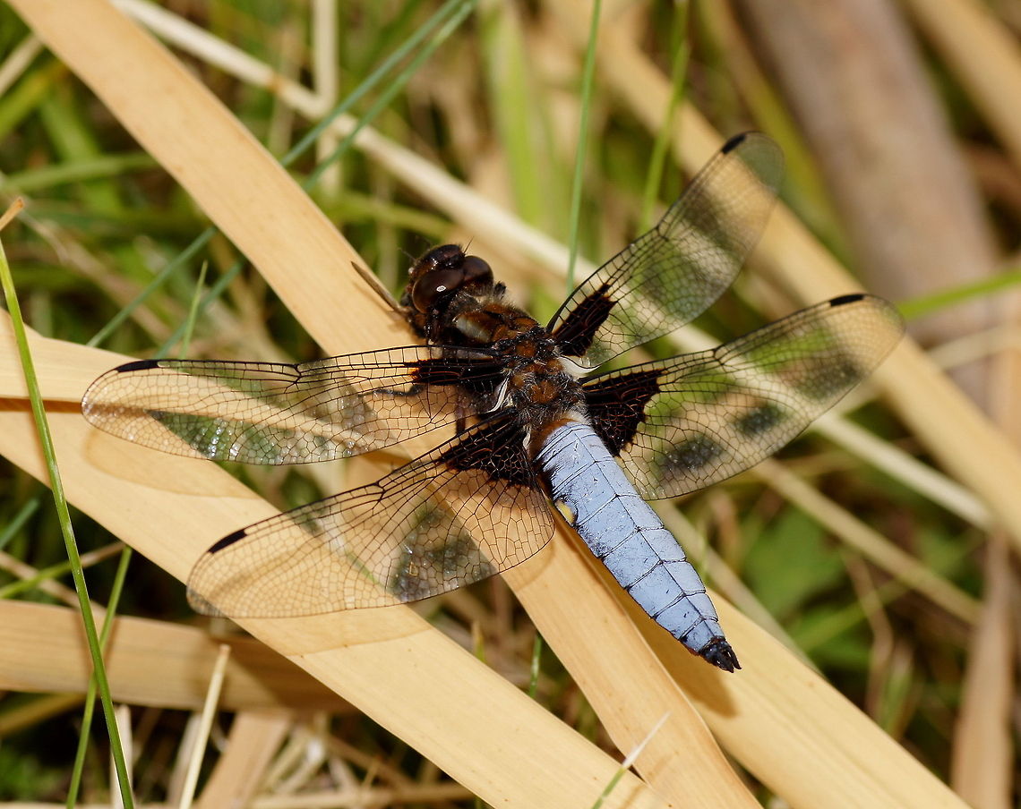Broad-bodied Chaser (Male) Male broad-bodied chaser. The males are colored bright blue while the females are yellow/green.<br />
<br />
This chaser was sitting on the other side of a ditch (like they always do...) which was filled with 10cm high water. I had to stand in the water to be able to get close enough and take this photo (I had my sandals on which I was planning to clean anyway). <br />
<br />
Dutch name: Platbuik (Libellula Depressa) Broad-bodied Chaser,Geotagged,Libellula depressa,The Netherlands