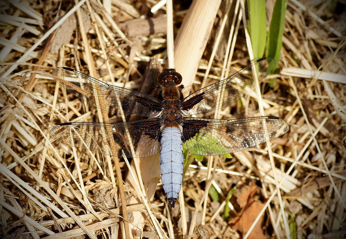 Broad-bodied Chaser (Male) Male broad-bodied chaser. The males are colored bright blue while the females are yellow/green.<br />
<br />
Dutch name: Platbuik (Libellula Depressa) Broad-bodied Chaser,Geotagged,Libellula depressa,The Netherlands