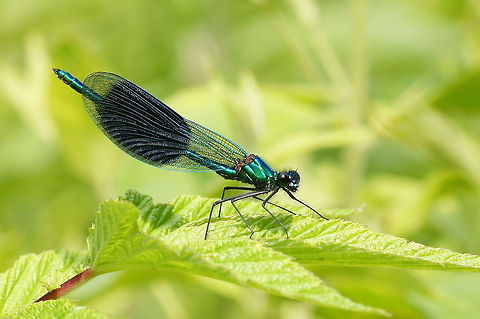 Banded Demoiselle Dutch name: Weidebeekjuffer (Calopteryx splendens) Banded Demoiselle,Calopteryx splendens,Geotagged,The Netherlands