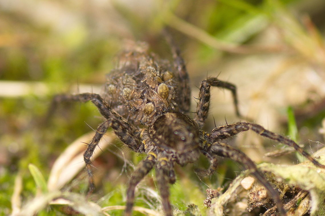 Spotted wolf spider with spiderlings Wolf spider with small offspring on it&#039;s back. When they are small the spiderlings ride along with their mom for about a week till their first moult. A rare example of a parent taking care of it&#039;s young in the insect world.<br />
<br />
Dutch name: Tuinwolfspin (Pardosa amentata)  <br />
Might be the Blacktail wolfspider (Pardosa lugubris) instead.                Geotagged,Pardosa amentata,Spotted wolf spider,The Netherlands