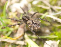 Spotted wolf spider with spiderlings I am very proud of this find and photo. At first I did not notice the spiderlings. While kneeling for another photo I saw a wolf spider and thought like 'just another one' but it was larger then I had seen before so I made a photo of it. Some time later while watching my photo's on the camera I saw in the enlargement that there where small and cute spiderlings on the spider her back. Something I only saw on internet pictures before. I went back to the site and found a/the spider again and paid some more attention to making a good photo of the spiderlings.<br />
<br />
Dutch name: Tuinwolfspin (Pardosa amentata)<br />
Might be the Blacktail wolfspider (Pardosa lugubris) instead.   Geotagged,Pardosa amentata,Parental care,Spotted wolf spider,The Netherlands