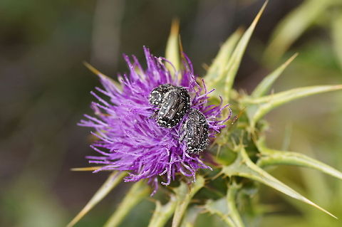 Oxythyrea funesta beetle  Geotagged,Oxythyrea funesta,Spain