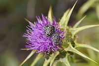 Oxythyrea funesta beetle  Geotagged,Oxythyrea funesta,Spain