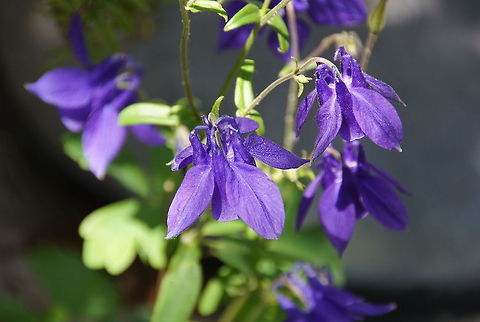 Purple Columbine Dutch name: Akelei (Aquilegia Vulgaris) Aquilegia vulgaris,European Columbine,Geotagged,Spain