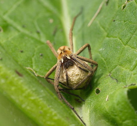 Nursery web spider with eggsack 'I men only knew...' 
I almost feel sorry for the spider that it has to carry around such a large eggsack.

Dutch name: Kraamwebspin (Pisaura Mirabilis) Geotagged,Nursery web spider,Pisaura mirabilis,The Netherlands