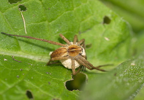 Nursery web sider with eggsack Nursery web sider with eggsack.
I have read the nurdery spiders sometimes let the eggsack be warmed by the sun so maybe that is wat the spider is doing here.

Dutch name: Kraamwebspin (Pisaura Mirabilis) Geotagged,Nursery web spider,Pisaura mirabilis,The Netherlands