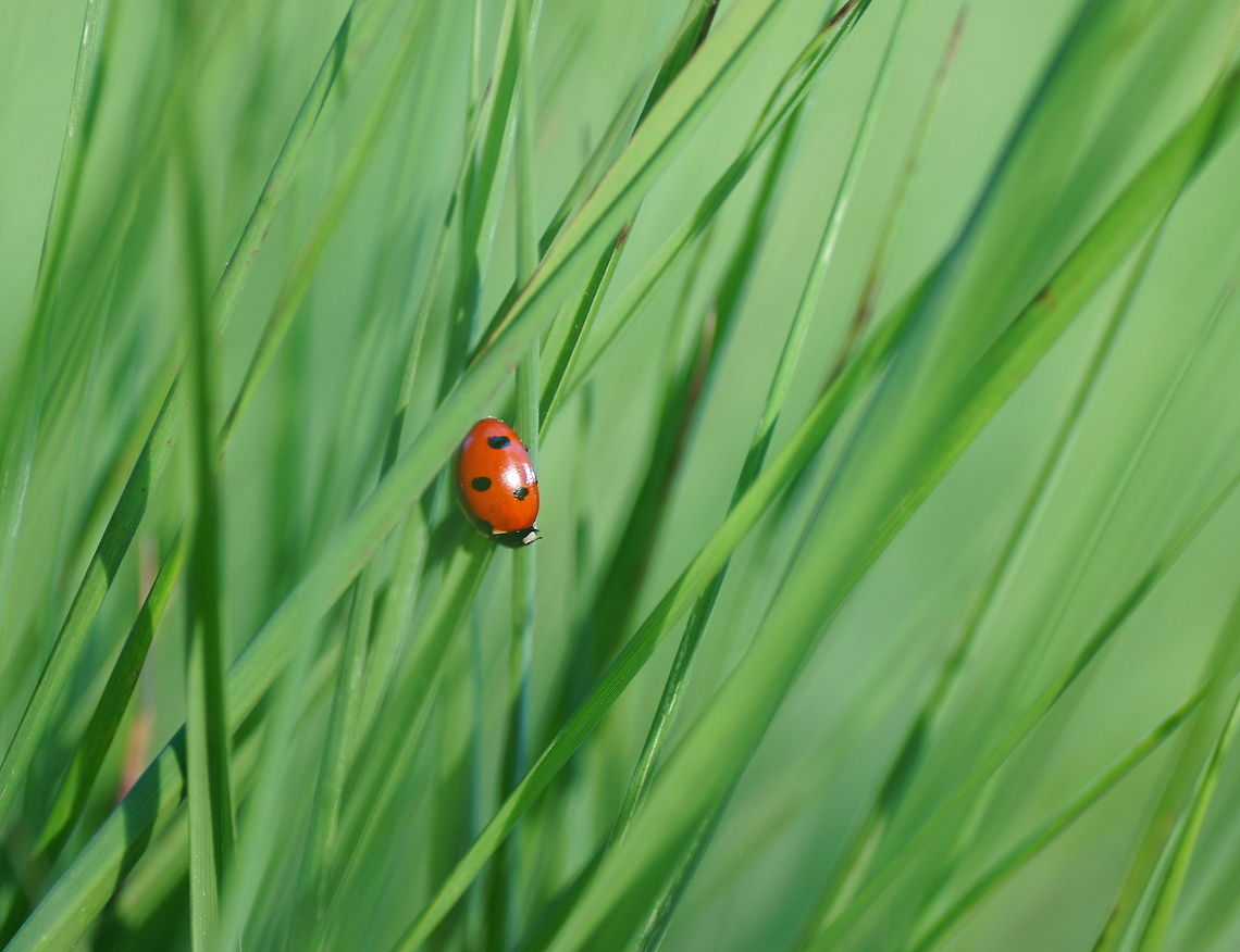 Seven-spot ladybird in high grass When I saw Ferdy his 'summer feelings' photo I had to think about this summer scene. 7-spot Ladybird,Coccinella septempunctata,Geotagged,The Netherlands